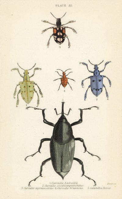 Zsizsik és bogarak: Curculio latreillii 1, Curculio sexdecempunctatus 2, Trichaptus mutillarius 3, Pissodes castaneus 4 és Calandra heros 5 alkotó: English School
