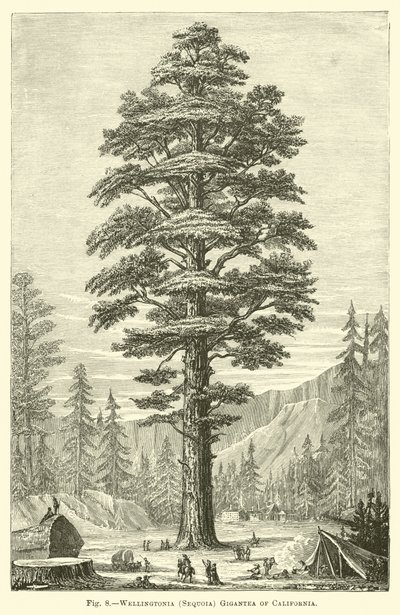 Wellingtonia (Sequoia) Gigantea, Kalifornia alkotó: English School