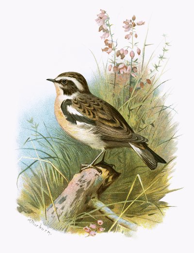 Whinchat alkotó: English School