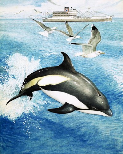 Fehér oldalú delfin ugrál át a hullámokon alkotó: English School