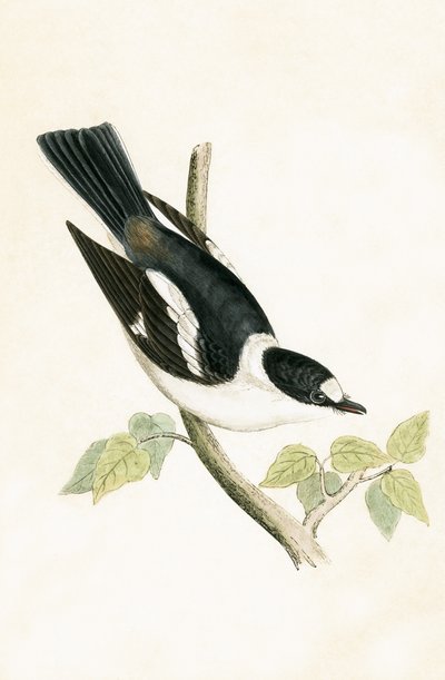 Fehérgalléros légykapó, illusztrációja Charles Robert Bree (1811-86) „A Brit-szigeteken nem megfigyelt európai madarak története” című művéből, 1867. alkotó: English School