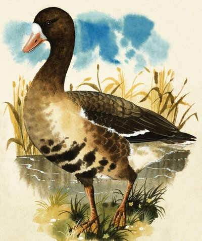 Fehér homlokú liba alkotó: English School