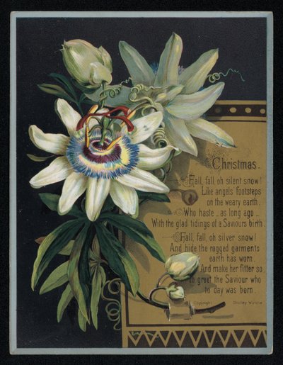 Fehér golgotavirág, karácsonyi üdvözlőlap. (chromolitho) alkotó: English School