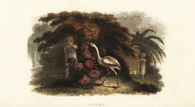 Fehér gólya, Ciconia ciconia, bújócskát játszik a gyerekekkel a kertben alkotó: English School