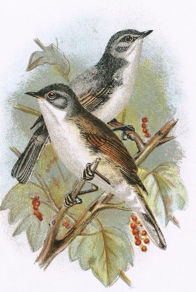 Whitethroat (alul) és Lesser Whitethroat (fent) alkotó: English School