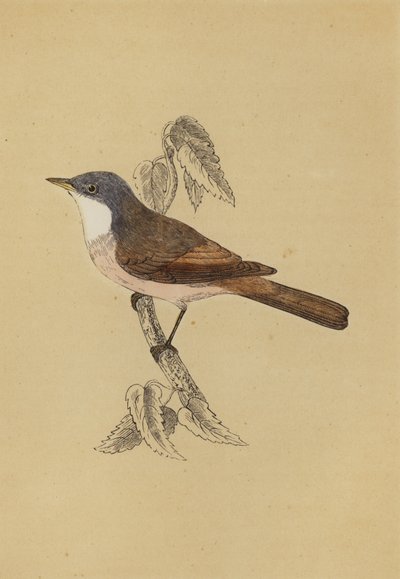 Whitethroat (színes litó) alkotó: English School