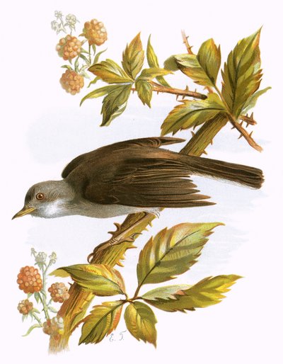 Whitethroat alkotó: English School