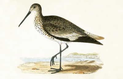 Willet, Charles Robert Bree (1811-86) „A History of the Birds of the Birds of Europe Not Observed in the British Isles” (1867-ben megjelent) illusztrációja. alkotó: English School
