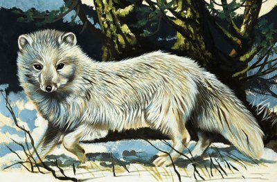 Wolf alkotó: English School
