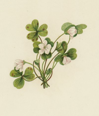 Fa-sóska, Oxalis Acetosella (színes litho) alkotó: English School