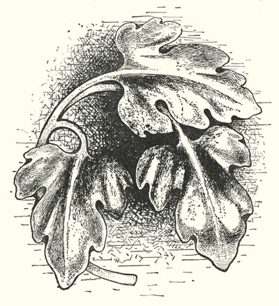 Fafaragás: levél (metszet) alkotó: English School