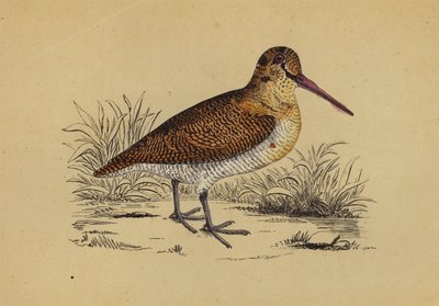 Woodcock (színes litográfia) alkotó: English School