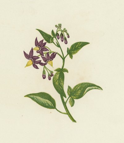 Woody Nightshade, vagy Bitter Sweet, Solanum Dulcamara (színes litho) alkotó: English School