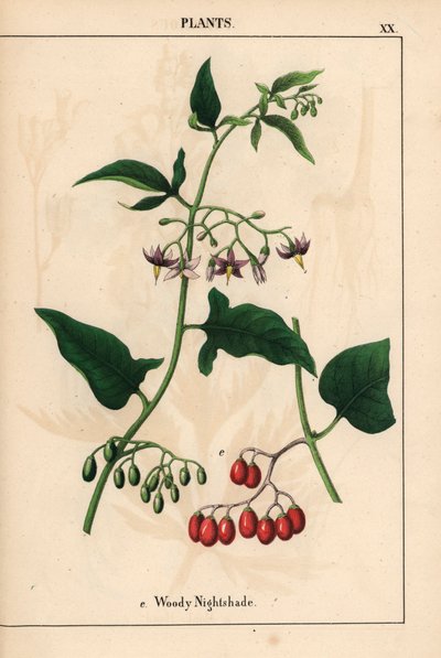 Fás nadálytő lila virágokkal és piros bogyós gyümölcsökkel   , a "The Instructive Picturebook, or Lessons from the Vegetable World", [Charlotte Mary Yonge], Edinburgh alkotó: English School