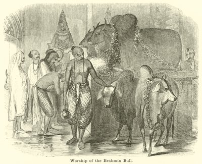 A brahmin bika imádata alkotó: English School
