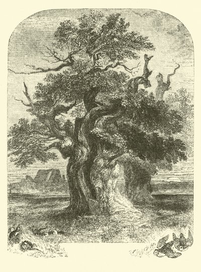 Yardley Oak alkotó: English School