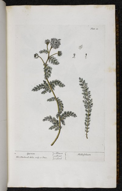 Yarrow, 18. tábla Elizabeth Blackwell „A Curious Herbal...” című művéből alkotó: English School