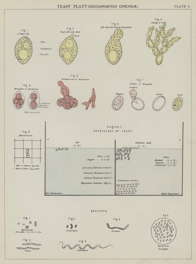 Élesztő növény, Saccharomyces Cerevisiae (színes litográfia) alkotó: English School