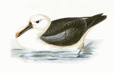 Sárga orrú albatrosz, Charles Robert Bree (1811-86) „A Brit-szigeteken nem megfigyelt európai madarak története” című illusztrációja, 1867. alkotó: English School