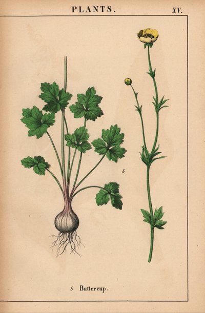Sárga boglárka  , a "The Instructive Picturebook, or Lessons from the Vegetable World", [Charlotte Mary Yonge], Edinburgh alkotó: English School