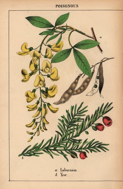 Sárga laburnum fa és tiszafa piros bogyókkal.   , a "The Instructive Picturebook, or Lessons from the Vegetable World", [Charlotte Mary Yonge], Edinburgh alkotó: English School