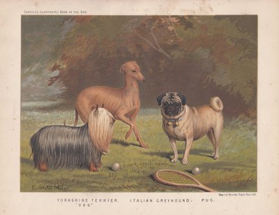 Yorkshire terrier, olasz agár és mopsz teniszütővel és labdákkal alkotó: English School