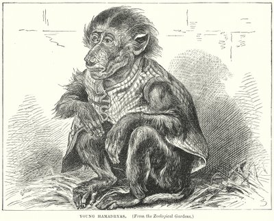 Fiatal Hamadryas (metszet) alkotó: English School