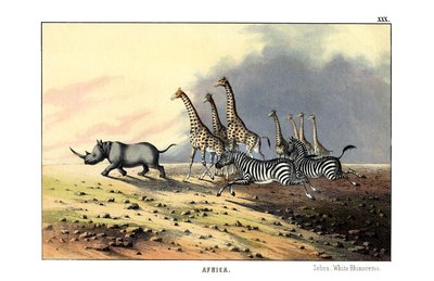 Zebra alkotó: English School