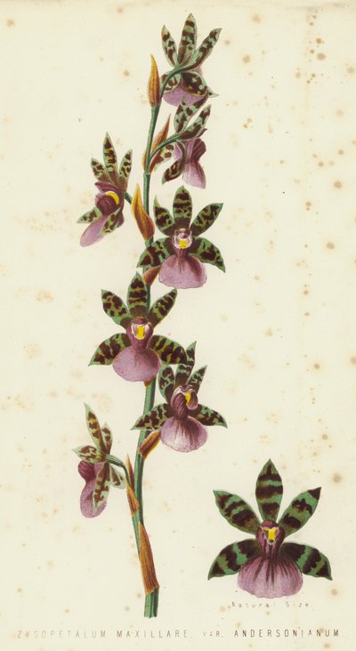 Zygopetalum Maxillare, Var Andersonianum alkotó: English School
