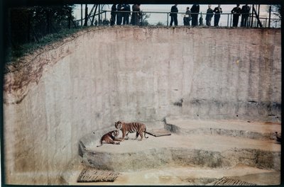 Whipsnade Zoo, Whipsnade, Central Bedfordshire, Central Bedfordshire, Egyesült Királyság alkotó: Eric Maybank