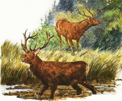 Red Deer alkotó: Eric Tansley