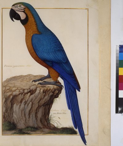 Egész oldal: állattanulmány, 1650-75 körül (tempera pergamenre) alkotó: Erich Lessing