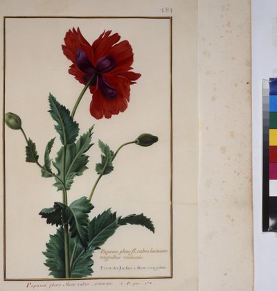 Egész oldal: növénytanulmány, 1650-75 körül alkotó: Erich Lessing