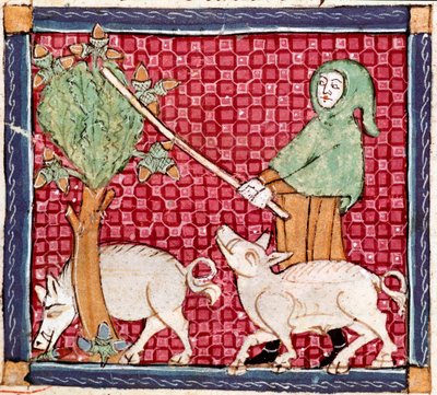 Szeptember: makkot evő malacok. Miniatűr Ermengol de Beziers (Matfre Ermengau) (Ermengaud) „Breviaire d