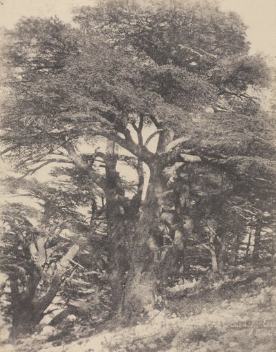 Groupe de Cèdres de Mt. Liban / [Cédrusfák csoportja, Libanon-hegy] alkotó: Ernest Benecke