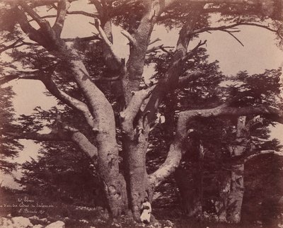 Mt. Libanon. Salamon egyik cédrusának törzse, 1850-53. alkotó: Ernest Benecke