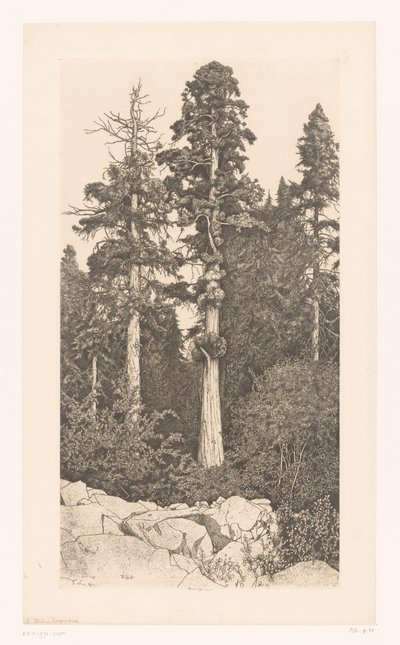 Sequoia boom Baby Sequoia alkotó: Ernest Haskell (signed by artist)