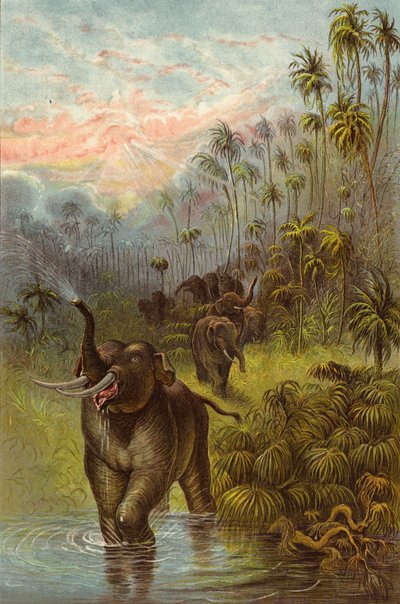 Naplemente a trópusokon (chromolitho) alkotó: Ernest Henry Griset