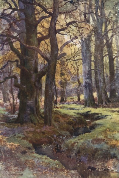 Tőkés réce fában (színes litó) alkotó: Ernest William Haslehust