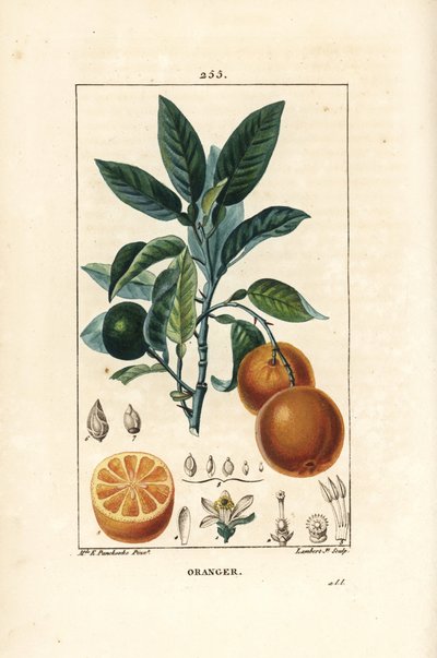 Bigaradier, Orange, Citrus aurantium, ággal, levéllel, virággal, érett és éretlen gyümölccsel és gyümölcsszeletekkel. Lambert Junior kézi csíkos rézmetszete Ernestine Panckoucke rajzából, Chaumetonból, Poiret és Chamberet " alkotó: Ernestine Panckoucke