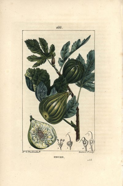 Botanikai tábla: fügefa ága fügével - Fügefa, Ficus carica, amelyen ág érett gyümölcsökkel és levelekkel, valamint egy gyümölcsmetszet látható. Lambert Junior kézi színű rézmetszet, Madame E. Panckoucke chaumetoni rajzából, alkotó: Ernestine Panckoucke