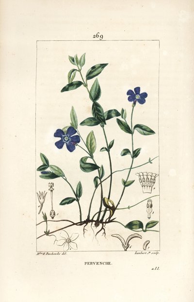 Kis sziklák - Kis sziklák, Vinca minor, virággal, levéllel, szárral, gyökérrel és maggal. Lambert Junior kézi csíkos rézmetszete Ernestine Panckoucke rajzából, Chaumetonból, Poiret és Chamberet „” La Flore Medicale”,” P. alkotó: Ernestine Panckoucke