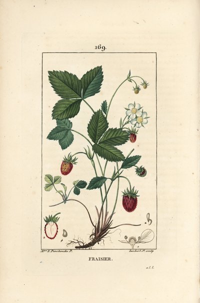 Termesztett eper - eper, Fragaria ananassa, virágot, levelet, érett gyümölcsöt, gyökereket és gyümölcsmetszetet mutat. Lambert Junior kézi színű rézmetszet, Ernestine Panckoucke, Chaumeton, Poiret et Chambere rajzából alkotó: Ernestine Panckoucke