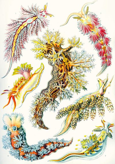 Nudibranchia gyűjtemény a "Természet művészeti formáiból" alkotó: Ernst (after) Haeckel