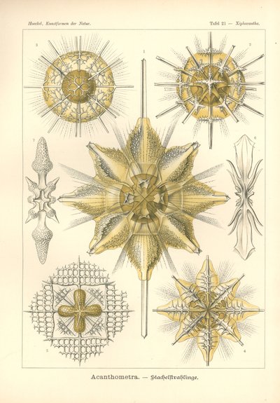 Acanthometra - Stachelstrahlinge, Pl.21 a "Kunstformen der Natur"-ból, metszett Adolf Giltsch, megjelent 1904-ben (színes litó) alkotó: Ernst (after) Haeckel