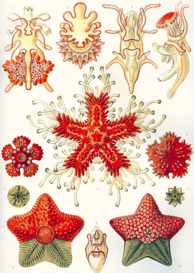 Asteridea "A természet művészeti formái" alkotó: Ernst (after) Haeckel
