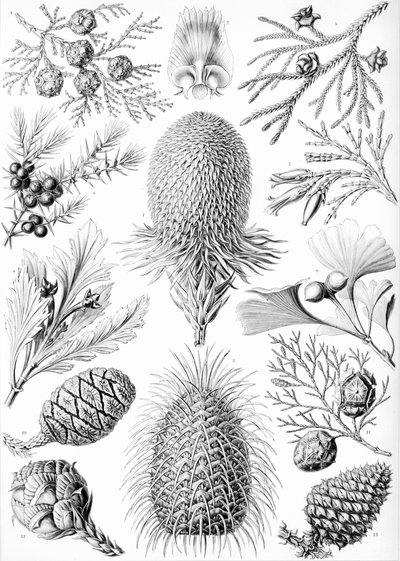 Példák a "Kunstformen der Natur" tűlevelűekre alkotó: Ernst (after) Haeckel