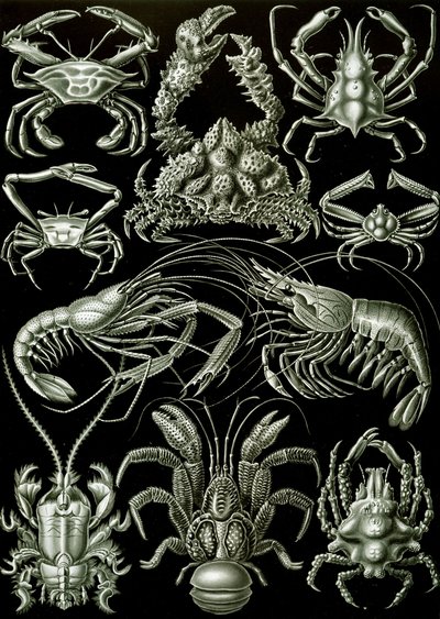 Példák a Decapoda „természet művészeti formáira” alkotó: Ernst (after) Haeckel