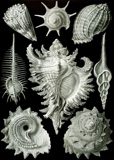 Példák a Prosranchia-ra – különféle prosobranch haslábúak héjai, a „Kunstformen der Natur”-ból alkotó: Ernst (after) Haeckel