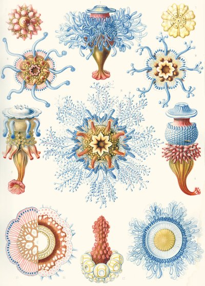 Példák a szifonophorákra a "Természet művészeti formáiból" alkotó: Ernst (after) Haeckel